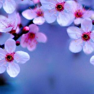 Double Album - Cherry Blossom